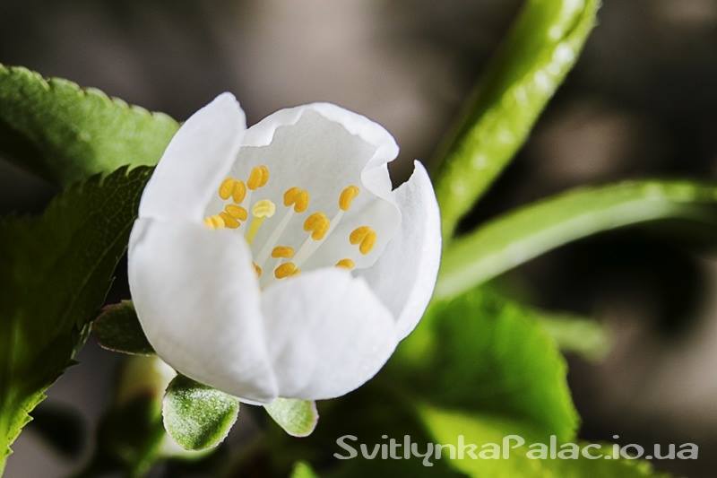 22414316 1739432262796356 43084605 n