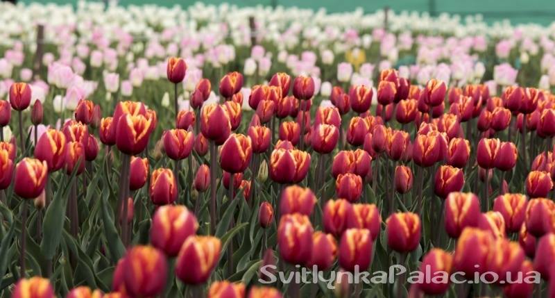 22414451 1739432269463022 1168083362 n